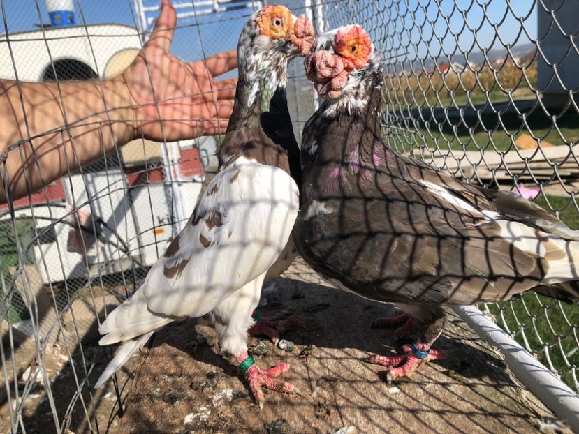 43D1150E-F68D-489D-9580-D172583B2D1F - Berberi2023