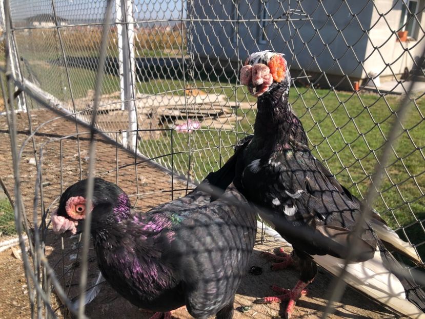 15D7D6D9-D4FF-43E0-8CD2-50AD33FD54FA - Berberi2023