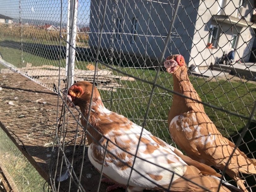 00A54CE4-BA16-459A-96A9-0352C2A31D57 - Berberi2023