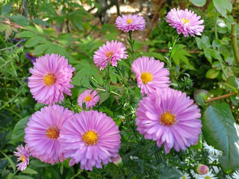 27.09.2023 - Grădina 2023 continuare 5