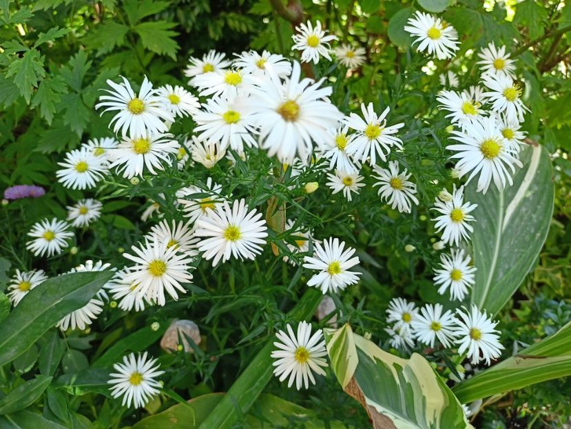  - Grădina 2023 continuare 5