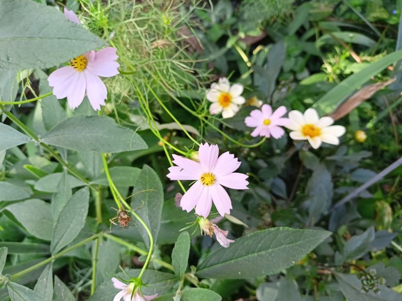  - Grădina 2023 continuare 5