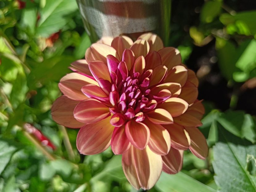  - Grădina 2023 continuare 5