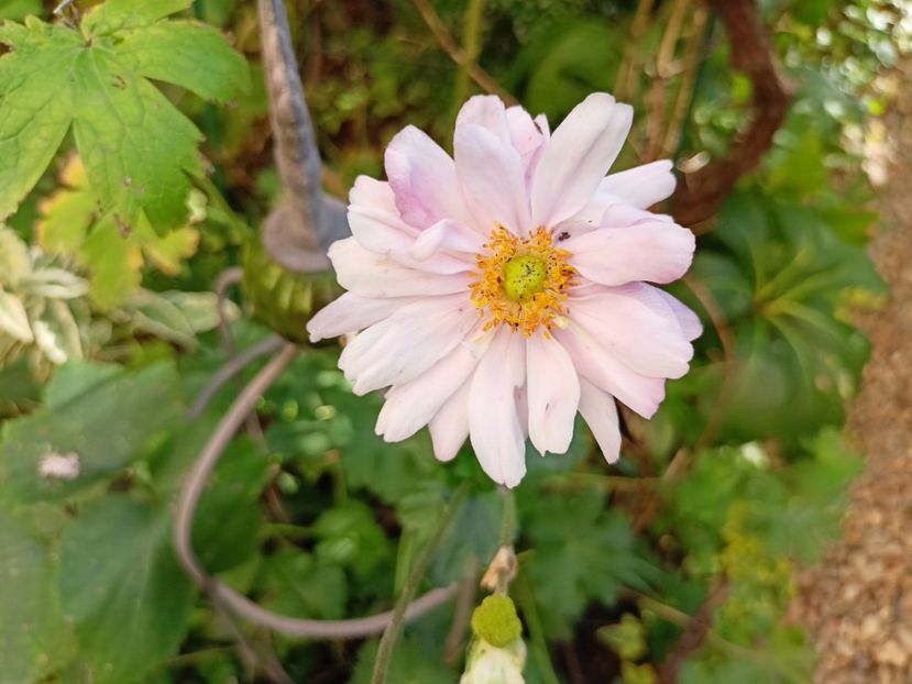  - Grădina 2023 continuare 5