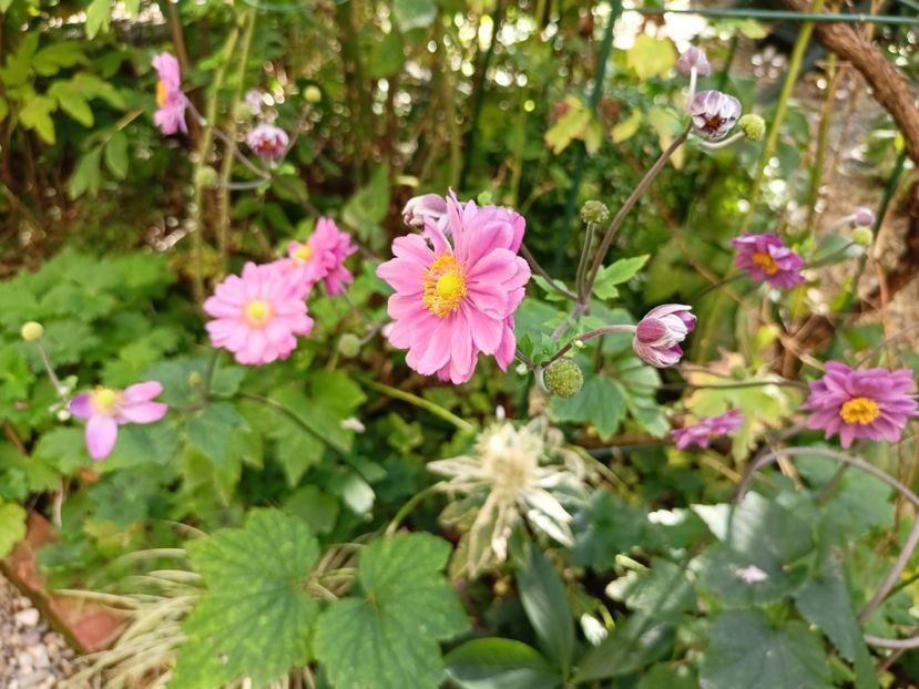  - Grădina 2023 continuare 5