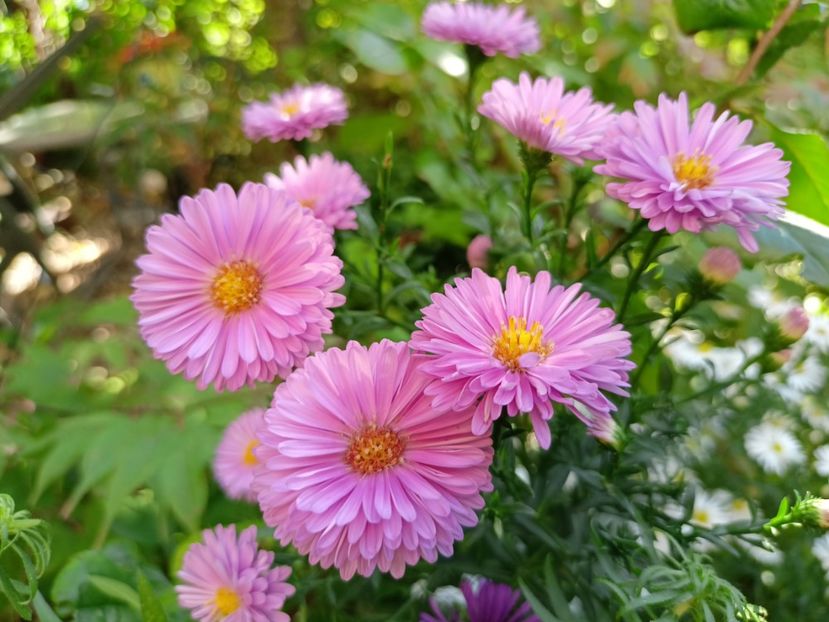  - Grădina 2023 continuare 5