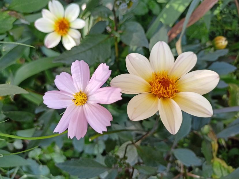  - Grădina 2023 continuare 5