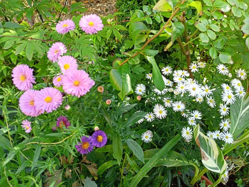  - Grădina 2023 continuare 5