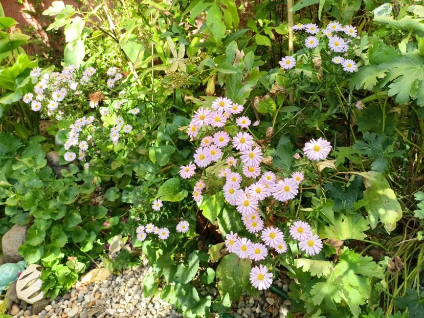  - Grădina 2023 continuare 5