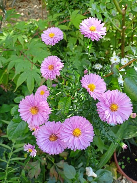  - Grădina 2023 continuare 5