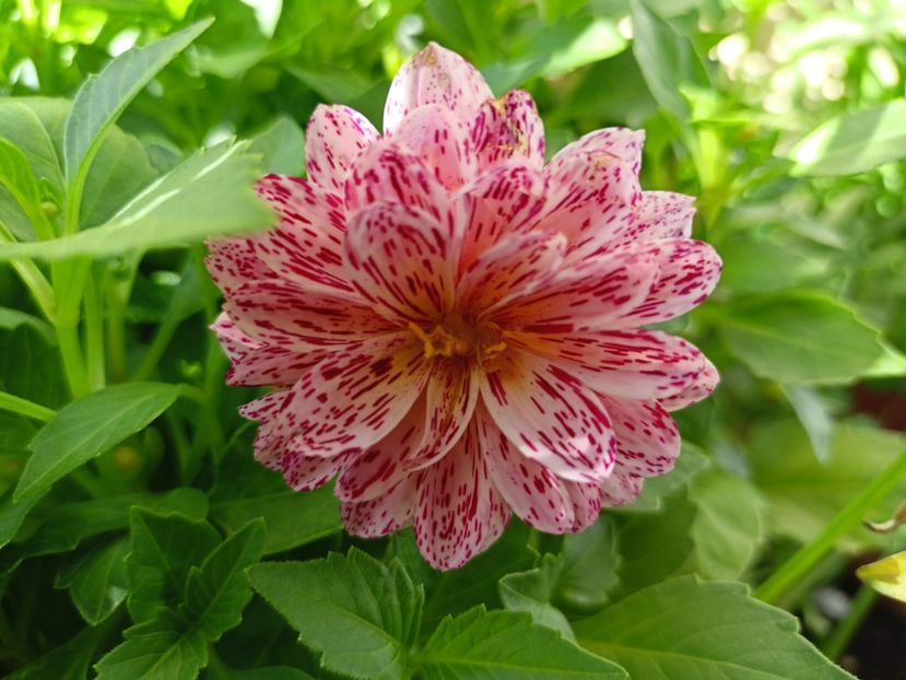  - Grădina 2023 continuare 5