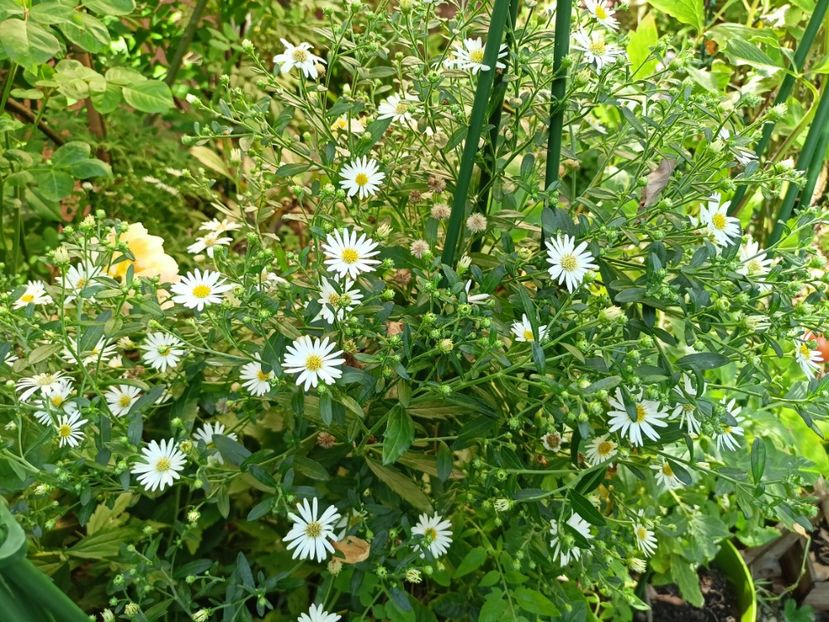  - Grădina 2023 continuare 5