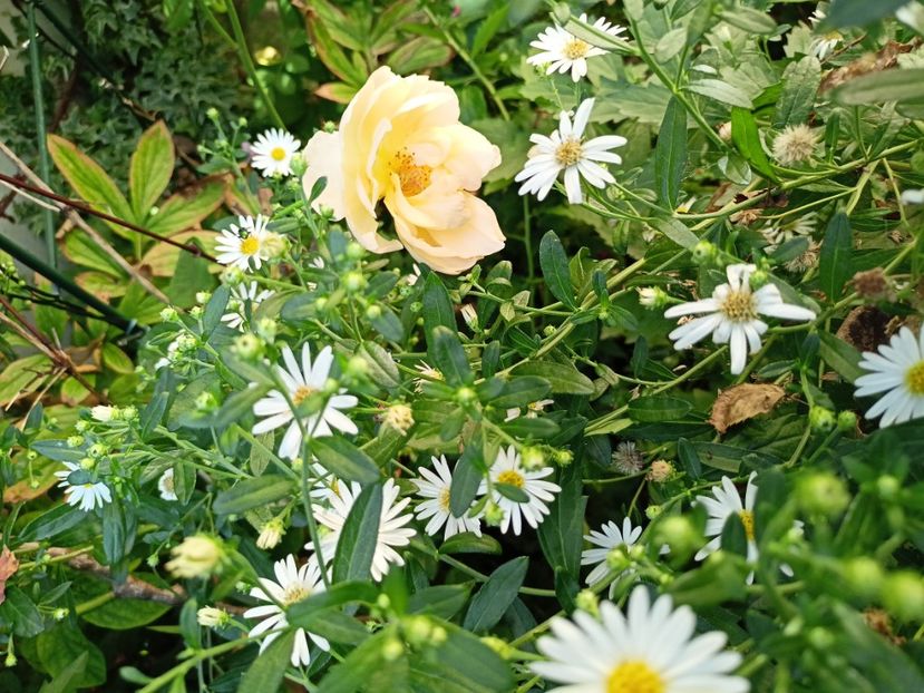  - Grădina 2023 continuare 5