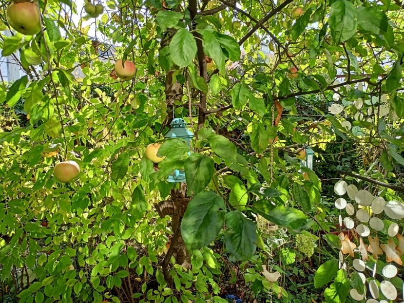  - Grădina 2023 continuare 5