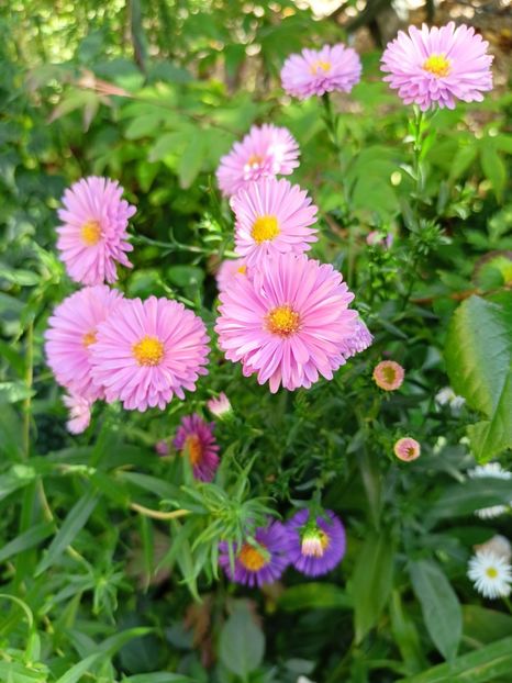  - Grădina 2023 continuare 5