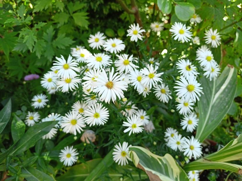  - Grădina 2023 continuare 5