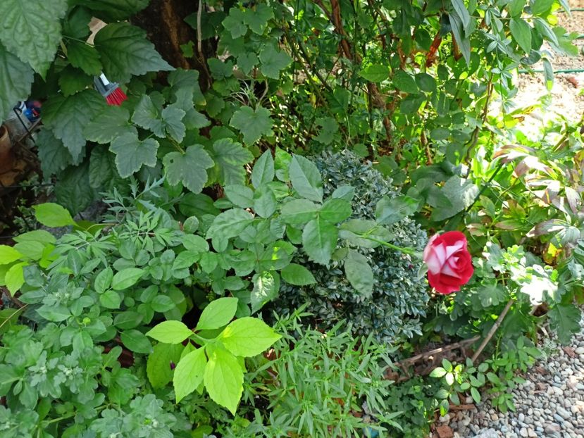  - Grădina 2023 continuare 5