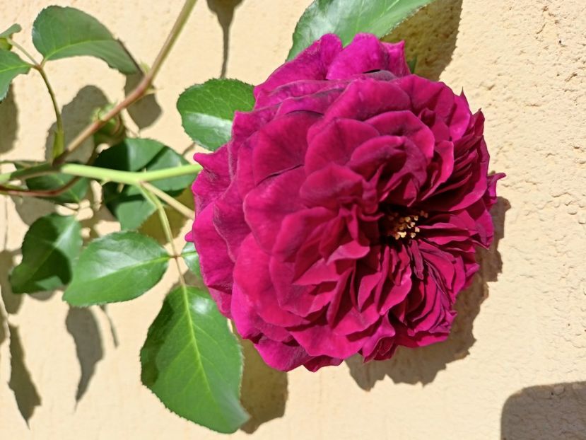 Tradescant - Grădina 2023 continuare 5