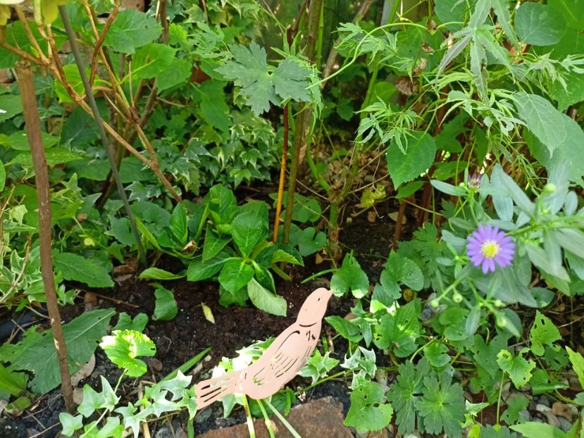 Hydrangea macrofilla Francy Hot Pink - Grădina 2023 continuare 5