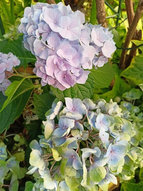  - Grădina 2023 continuare 5