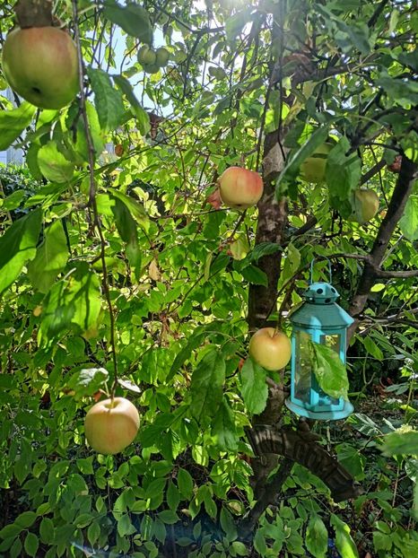  - Grădina 2023 continuare 5