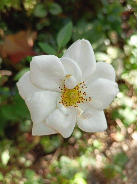  - Grădina 2023 continuare 5