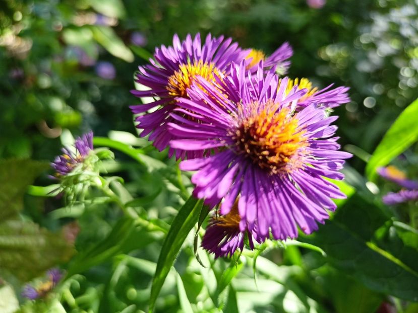  - Grădina 2023 continuare 5