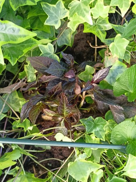 Hydrangea macrofilla Eclips - Grădina 2023 continuare 5