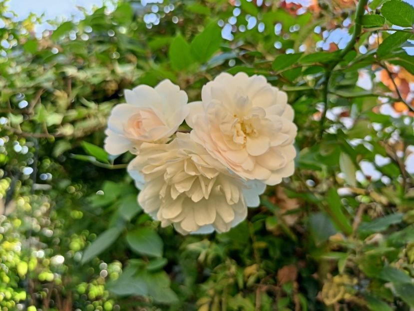  - Grădina 2023 continuare 5