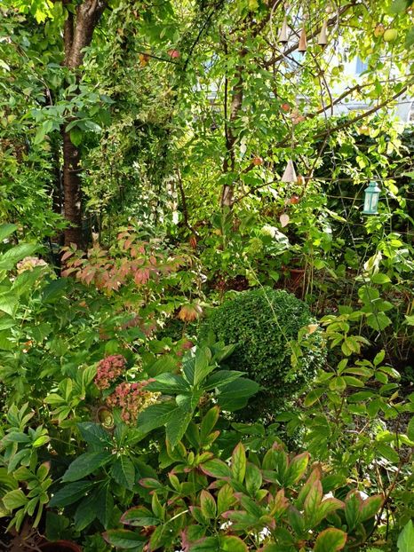  - Grădina 2023 continuare 5