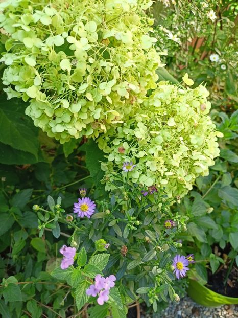  - Grădina 2023 continuare 5