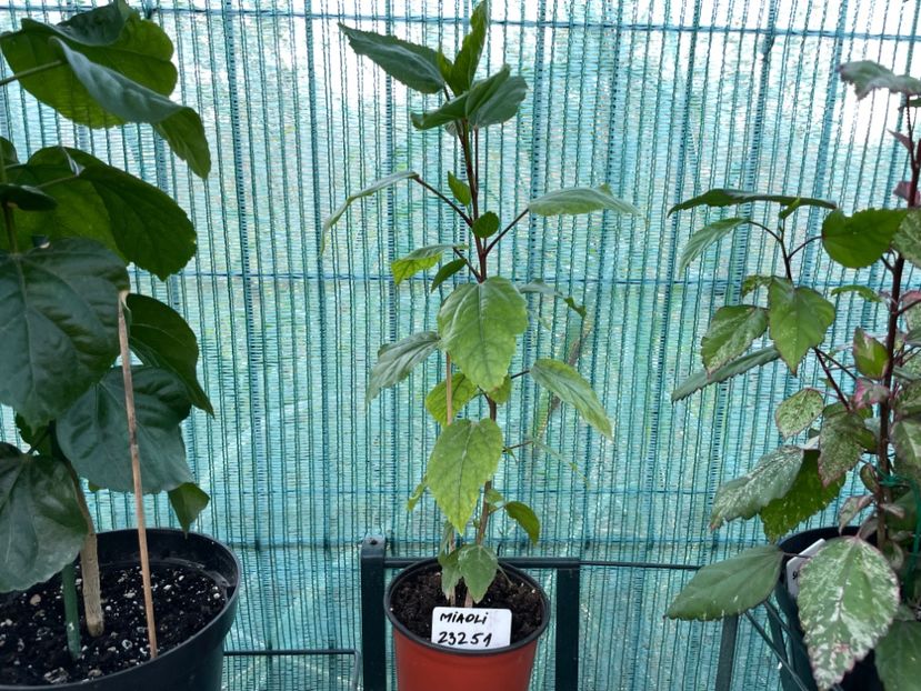  - 0003 Hibiscusi din semințe