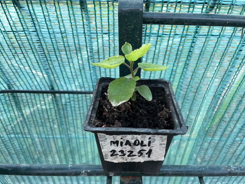  - 0003 Hibiscusi din semințe