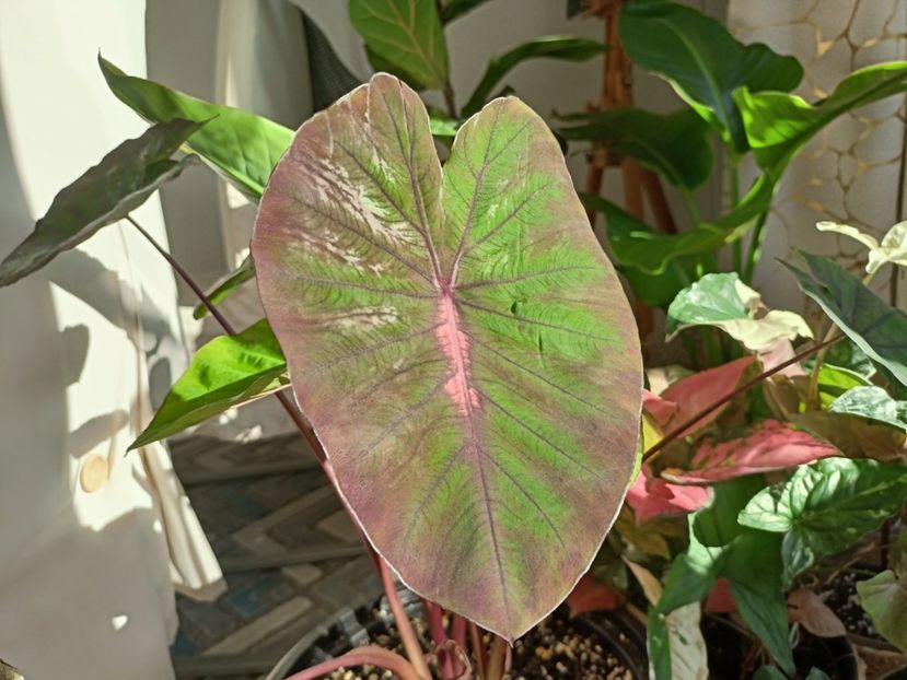 frunza 1 - Plante verzi de apartament