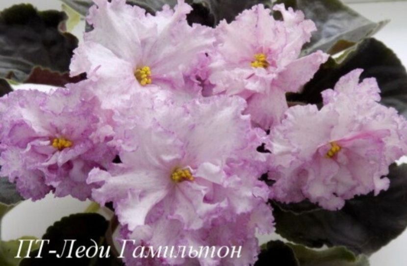 Poza net - PT-Lady Hamilton