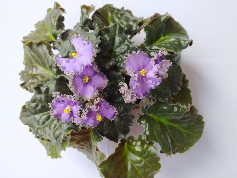 28 septembrie 2023 - Cajun s Royal Heir