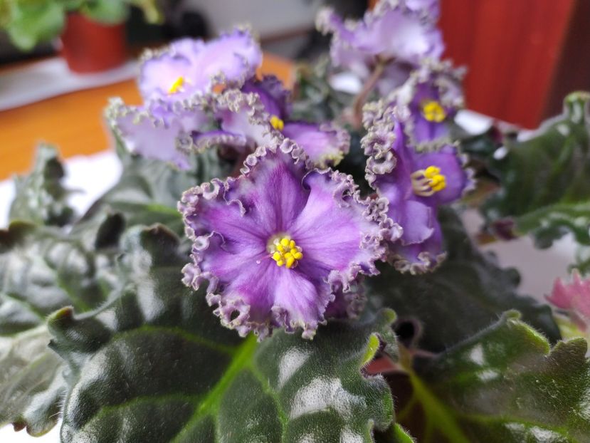 28 septembrie 2023 - Cajun s Royal Heir