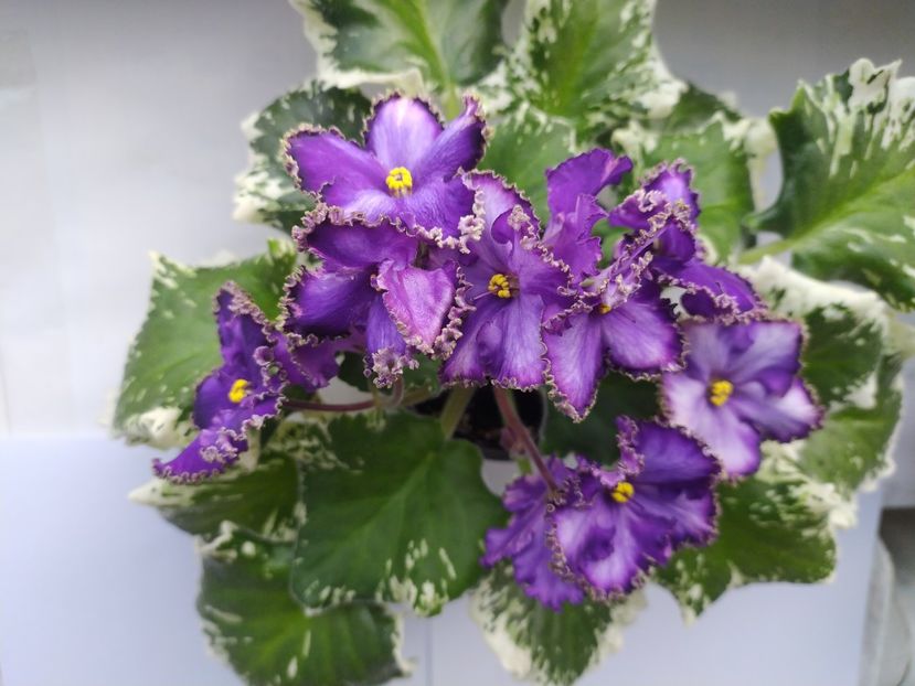 28 septembrie 2023 - LE Almaznaya Diadema