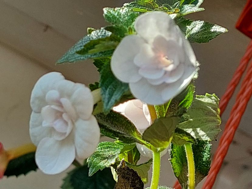  - Double Picotte Rose