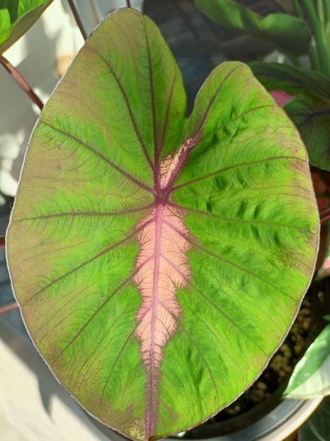frunza 2 - Plante verzi de apartament