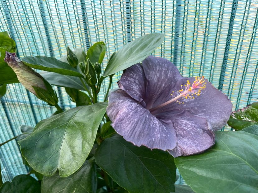  - DPs Purple Drops