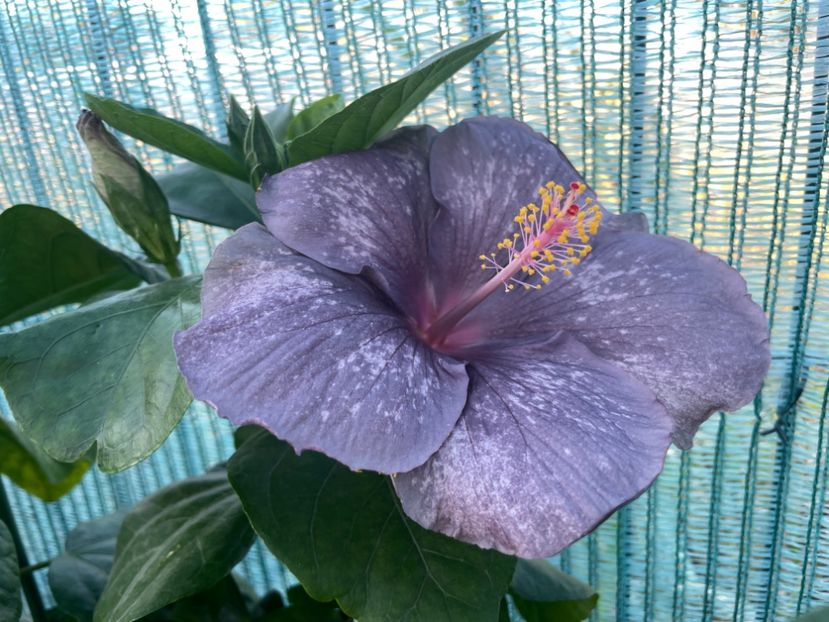  - 001 - Hibiscusi 2023