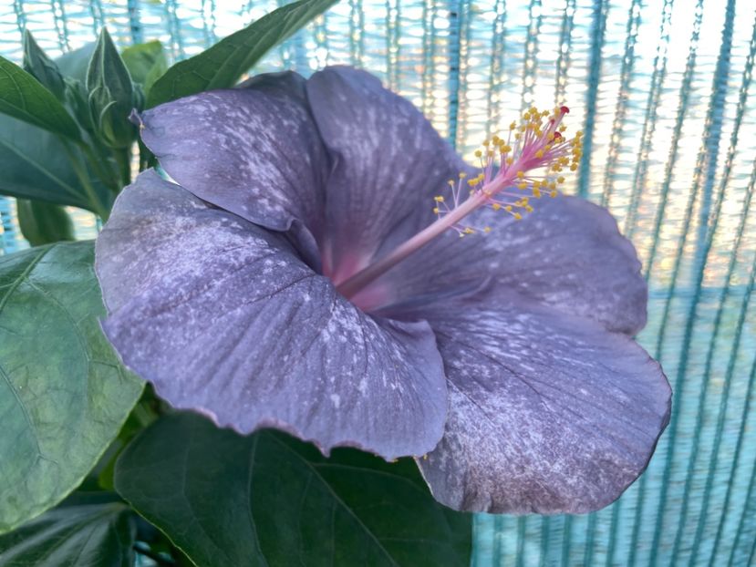  - 001 - Hibiscusi 2023