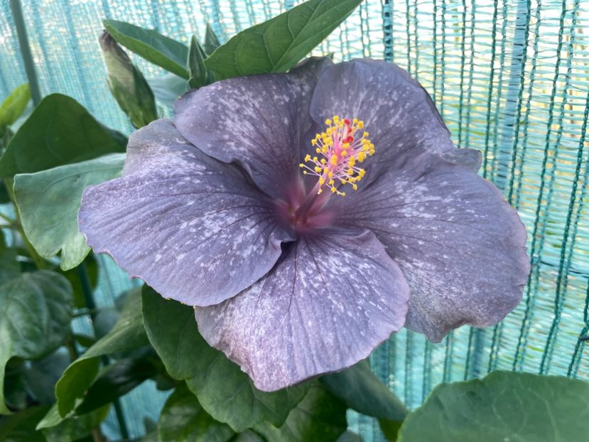  - 001 - Hibiscusi 2023