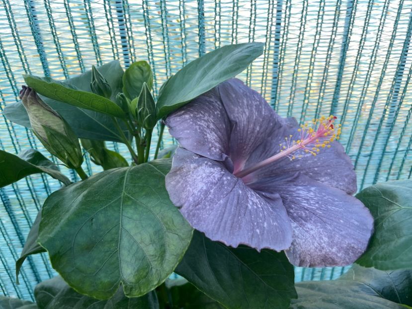  - 001 - Hibiscusi 2023