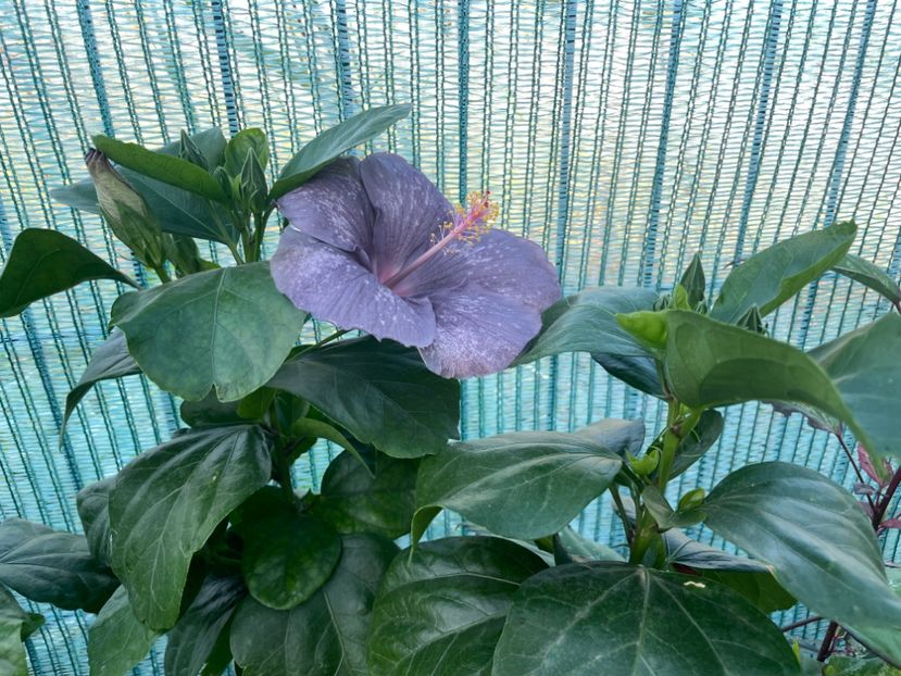  - 001 - Hibiscusi 2023