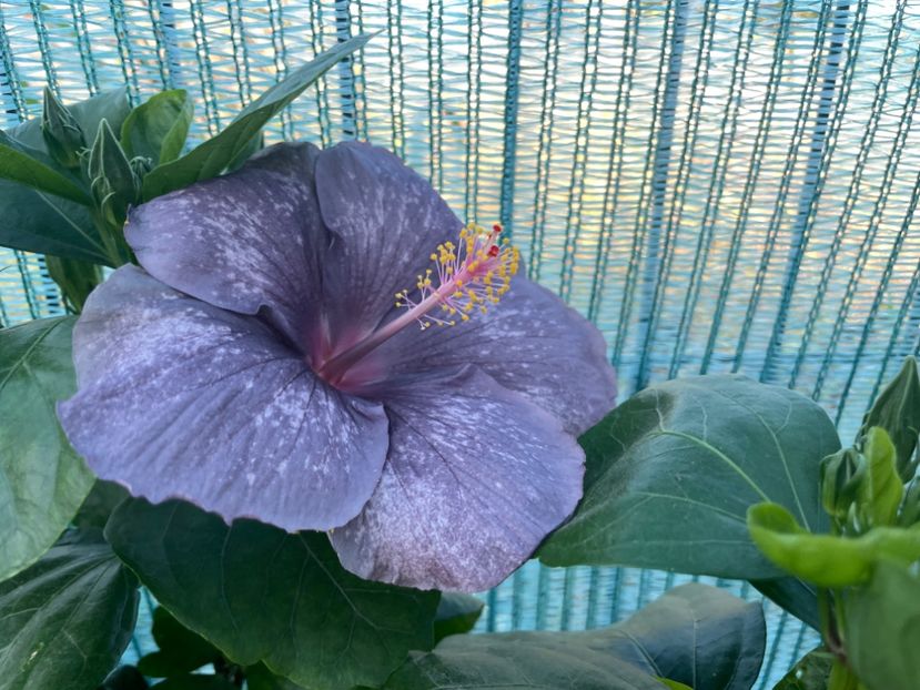  - 001 - Hibiscusi 2023