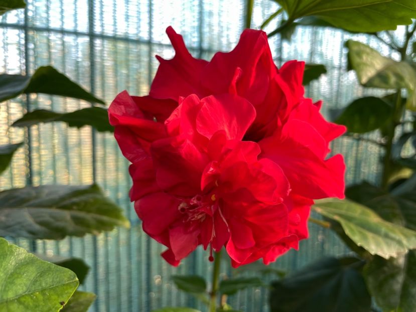  - 001 - Hibiscusi 2023