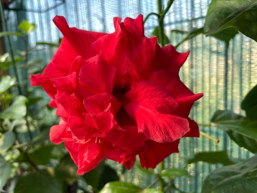  - 001 - Hibiscusi 2023