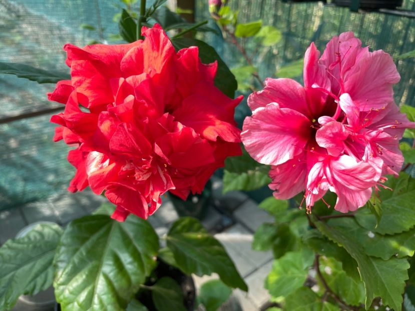  - 001 - Hibiscusi 2023